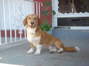 corgi basset mix