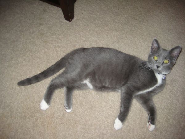 Lost cat – grey with white chest and 
