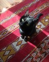 Cat missing from 50th between Florence and Warrington