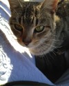 Lost Cat - only 7 months old!