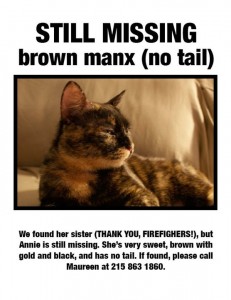 missing cat