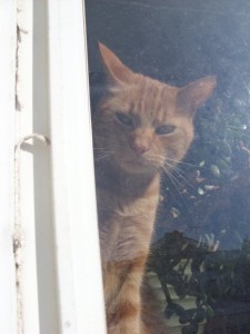 Orange tabby cat "Nugget" is missing