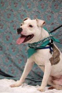 Adoptable dog Kahuna