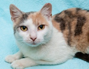 Rosie-adoptable calico cat