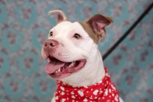 Brianna - adoptable dog.