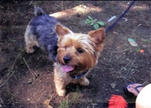 Yorkie is missing from 45th & Pine