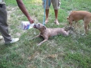 Brindle pit bull found