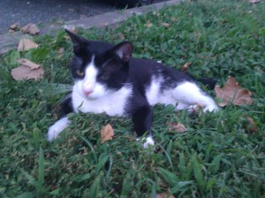 Cat spotted in Clark Park