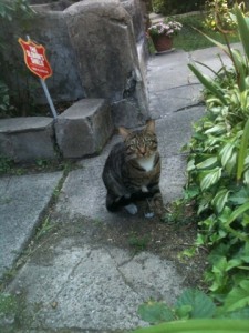 Stray tabby