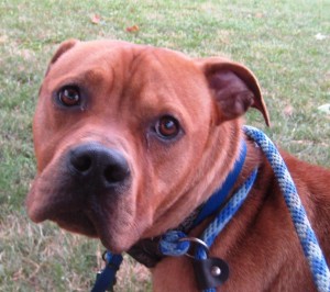 Tyson - adoptable dog