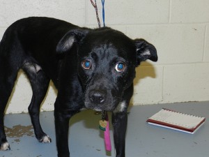 Tulip - adoptable dog