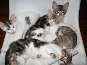 Adoptable kittens