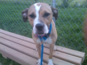 Torry, adoptable dog