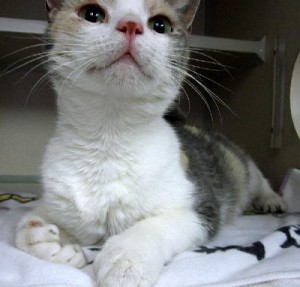 Polly - polydactyl cat available for adoption.