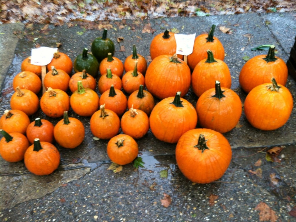 Pumpkins at Farmers Market