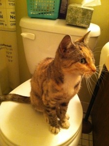 Found tabby/calico cat with a missing eye.