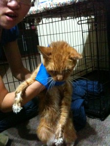 Rescued cat