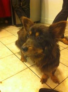 browndog