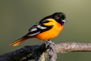 BaltimoreOrioleByJackBartholmai-300x200