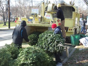 Treerecycling