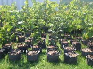 tree-authority-nursery-visit-7-16-1