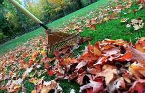 raking_leaves3