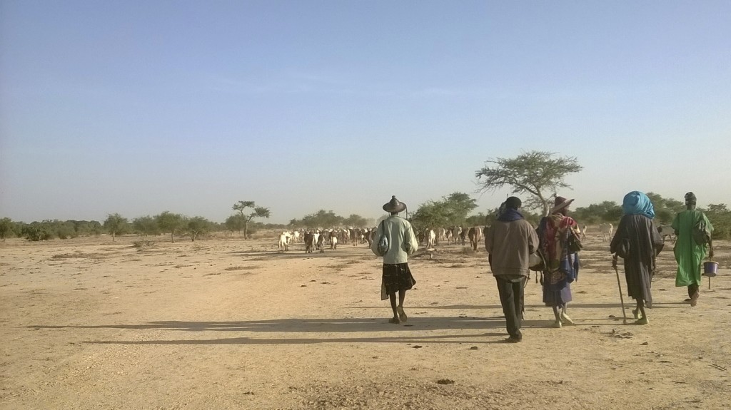 Fulani cowboys driving their cattle to water (Photo by Anna Badkhen)